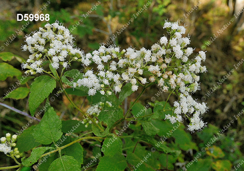 White Snakeroot (Ageratina altissima)